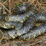 Florida Kingsnakes