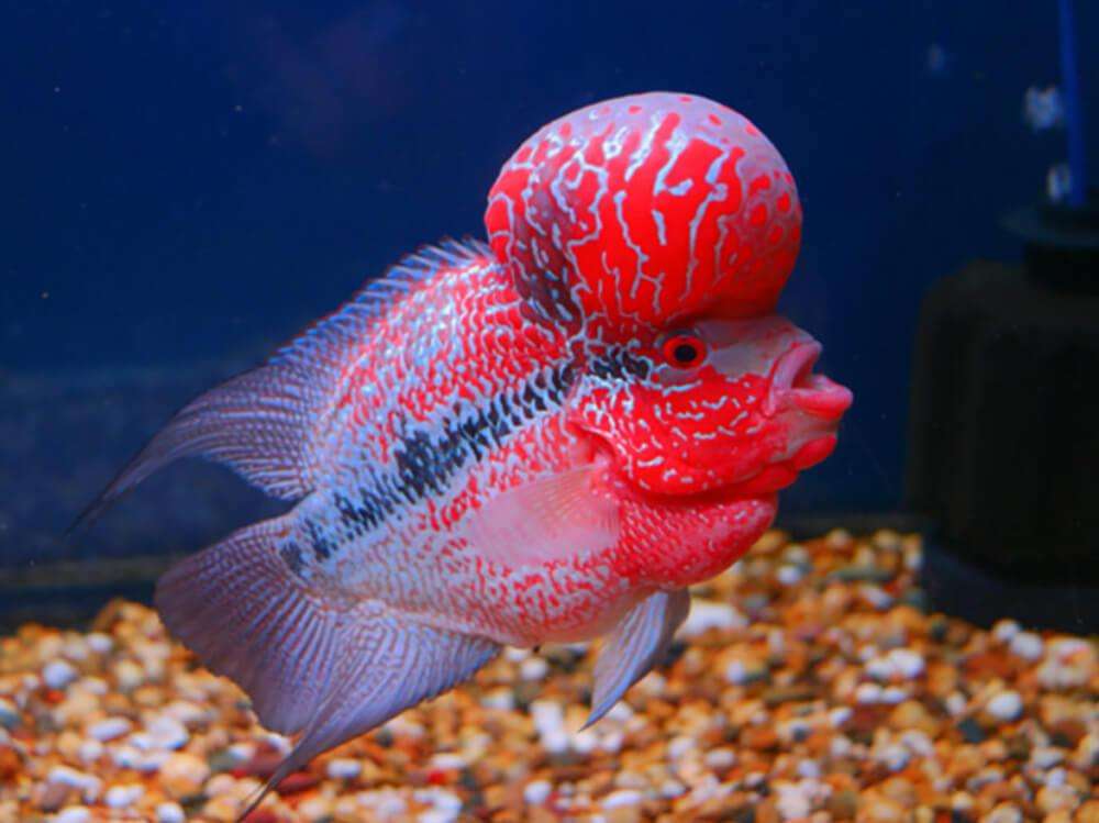 Flowerhorn Cichlid fish
