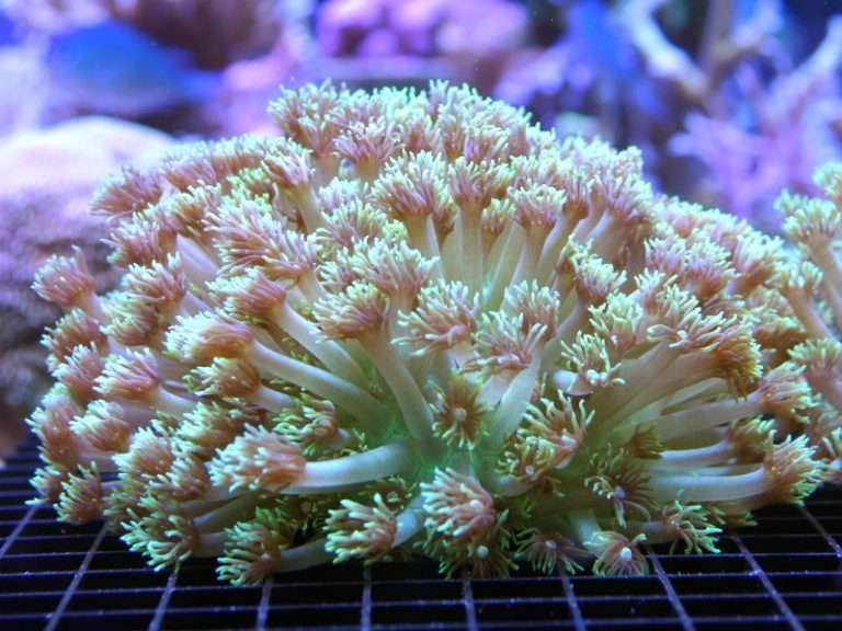 Flowerpot Coral