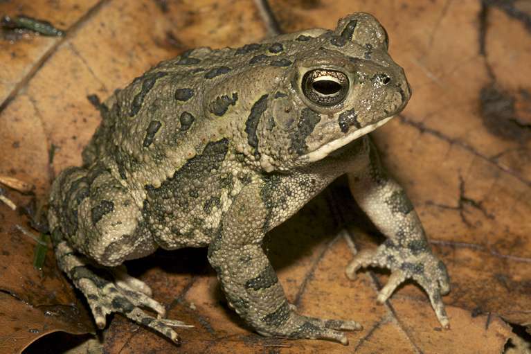 Fowler’s Toad