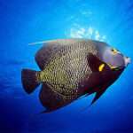 French Angelfish