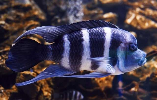 Frontosa cichlid fish