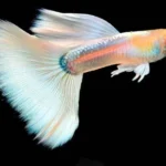 Full-Platinum Albino Guppy