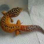G Project Leopard Gecko