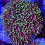 Galaxy Coral