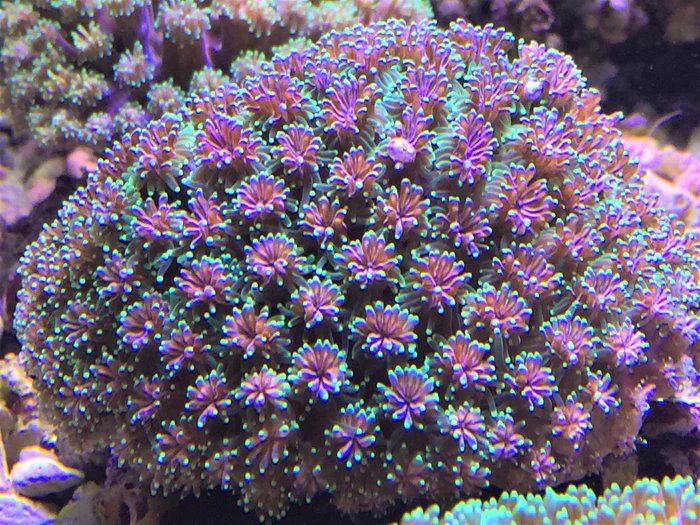 Galaxy- Coral