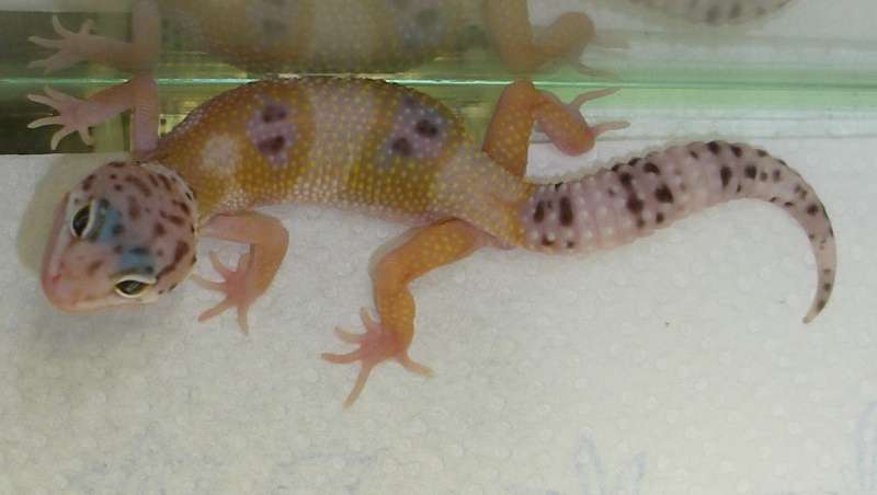 Ghost-Leopard Gecko