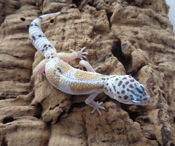 Ghost Leopard Gecko