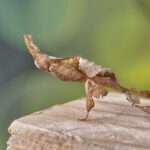 Ghost mantis Phyllocrania paradoxa - African predatory insect