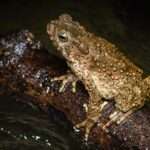 Giant Asian Toad