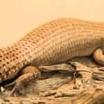 Gidgee-Skink