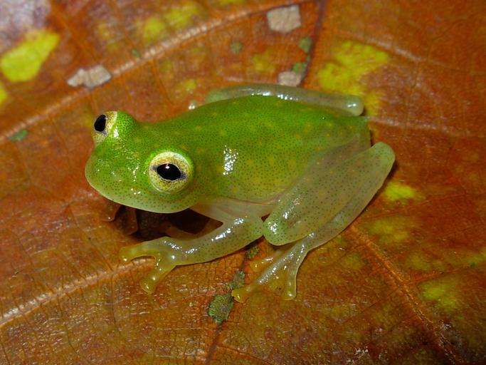 Glass Frog