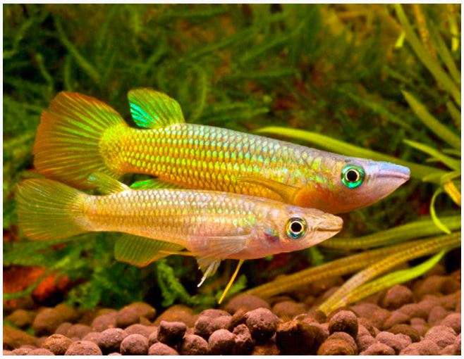 Golden-Wonder-Killifish