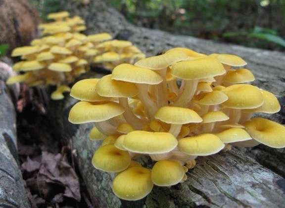 Golden oyster mushroom
