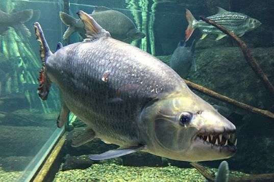 Goliath tigerfish