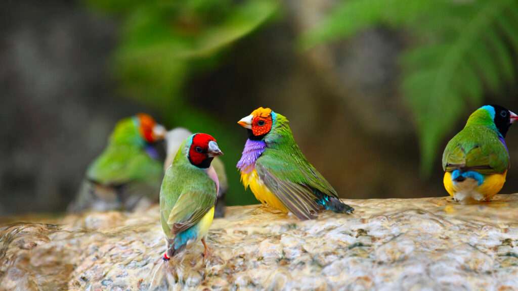 Gouldian Finch