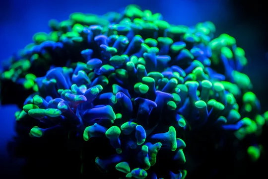 Grape Coral