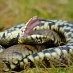 Grass Snake