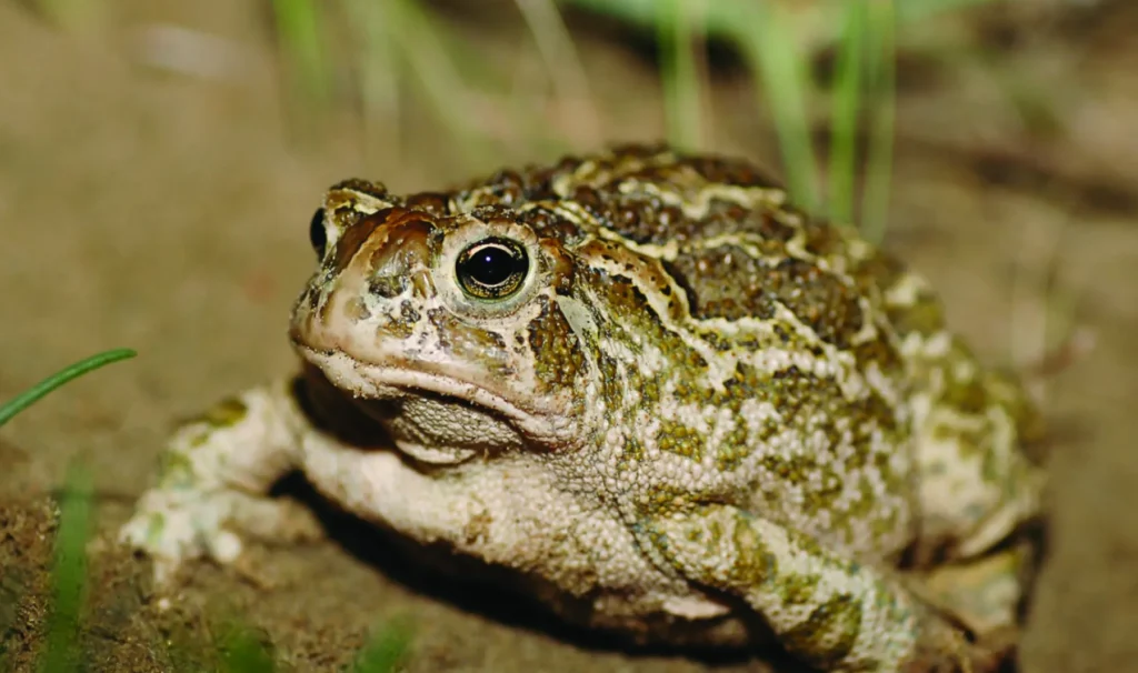 Great Plains Toad.