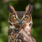 Great horned owl.