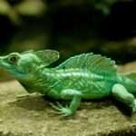 Green Basilisk Lizard