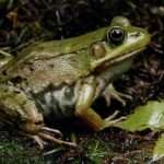 Green-Frog