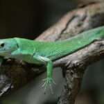 Green Keel-bellied Lizard