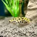 Green Spot Puffer