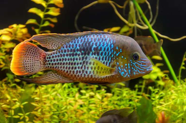 Green-Terror-Cichlid-2