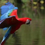 Green-Winged Macaw