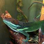 Green-blotched-Giant Anole