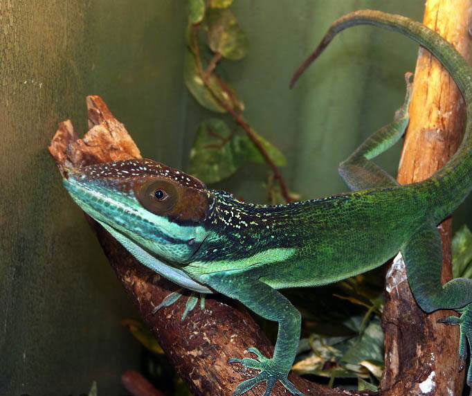 Green-blotched-Giant Anole