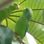 Green rumped-parrotlet