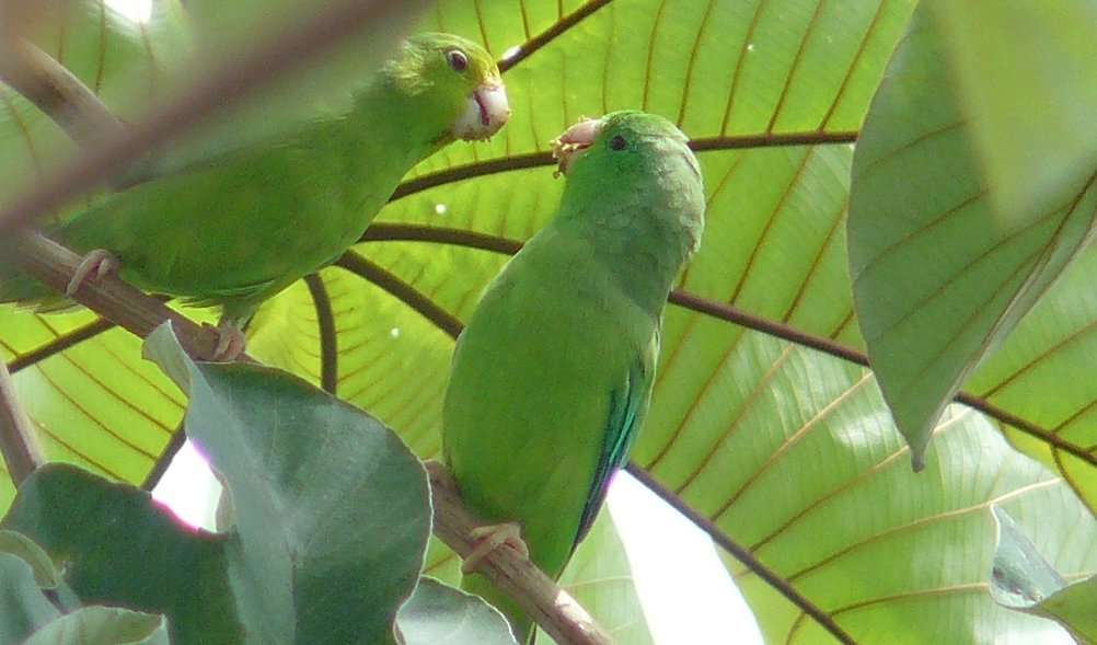 Green rumped-parrotlet
