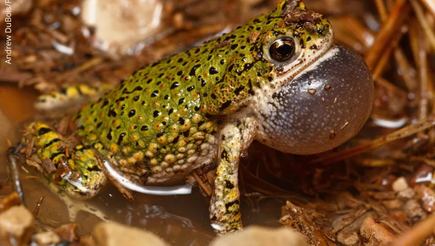 Green toad.