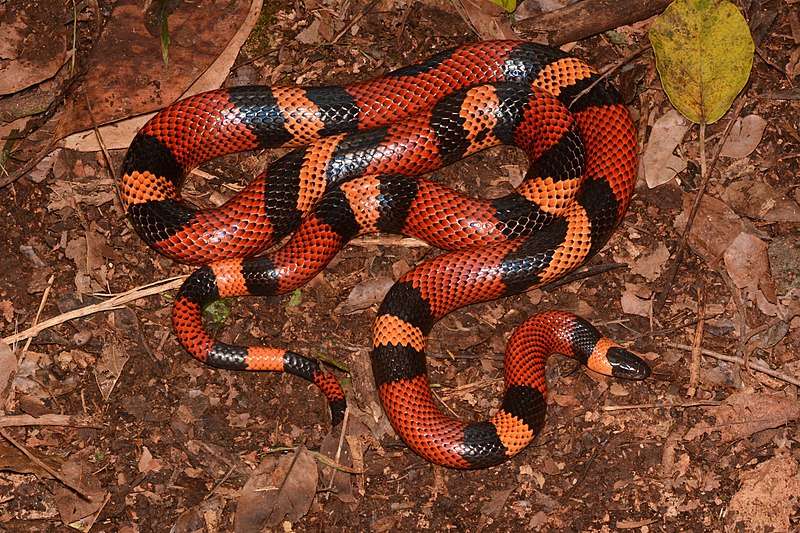 Guatemalan_Milksnake