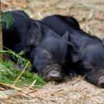 Guinea Hog pig
