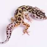 Halloween leopard gecko