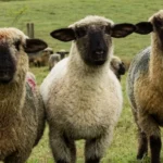 Hampshire-Sheep