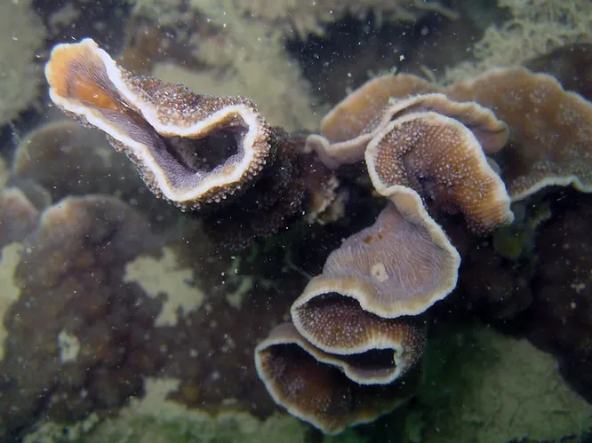 Hedgehog Coral