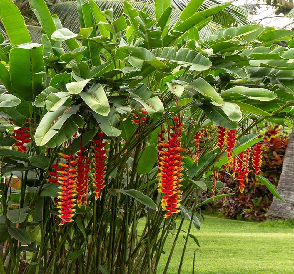 Heliconia-(Lobster Claw)