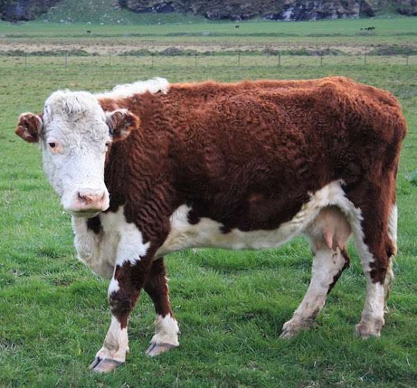 Hereford Cow