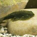 Hillstream Loach