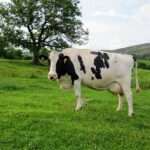 Holstein_Friesian