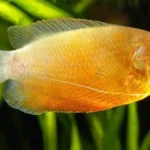Honey Gourami fish