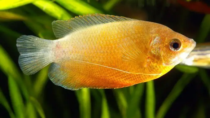 Honey Gourami fish