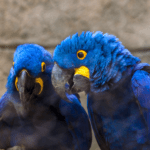 Hyacinth Macaw