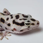 Hyper-Xanthic Leopard Gecko