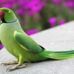 Indian Ring-Necked Parakeet