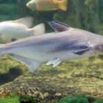 Iridescent-Shark